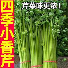 寿光蔬菜速生四季小香芹苗秧带土春秋四季盆栽皇后西芹红芹种子籽