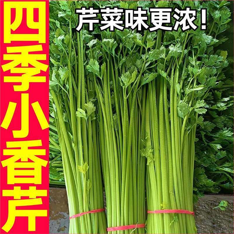 寿光蔬菜速生四季小香芹苗秧带土春秋四季盆栽皇后西芹红芹种子籽