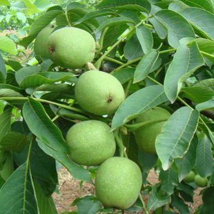 �����猦�h����Ҫ�� ��Ƥ������ϲ�� 8518������Y���� ���󃞻�