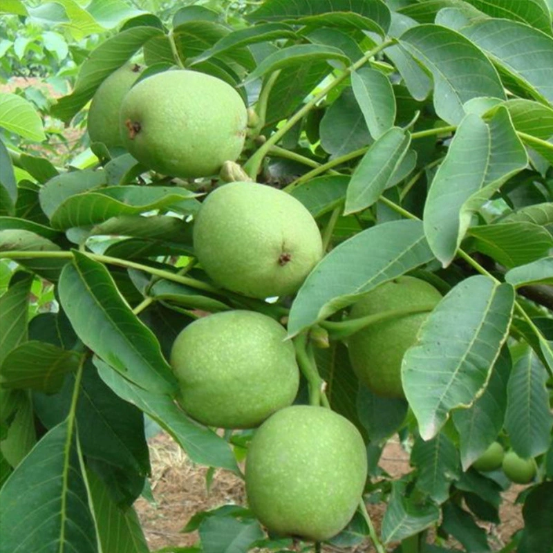 Экологические требования к саженцам грецкого ореха. Тонкокожистые саженцы грецкого ореха предпочитают теплые температуры. 8518 саженцев грецкого ореха рано плодоносят и скидки предоставляются при больших объемах.