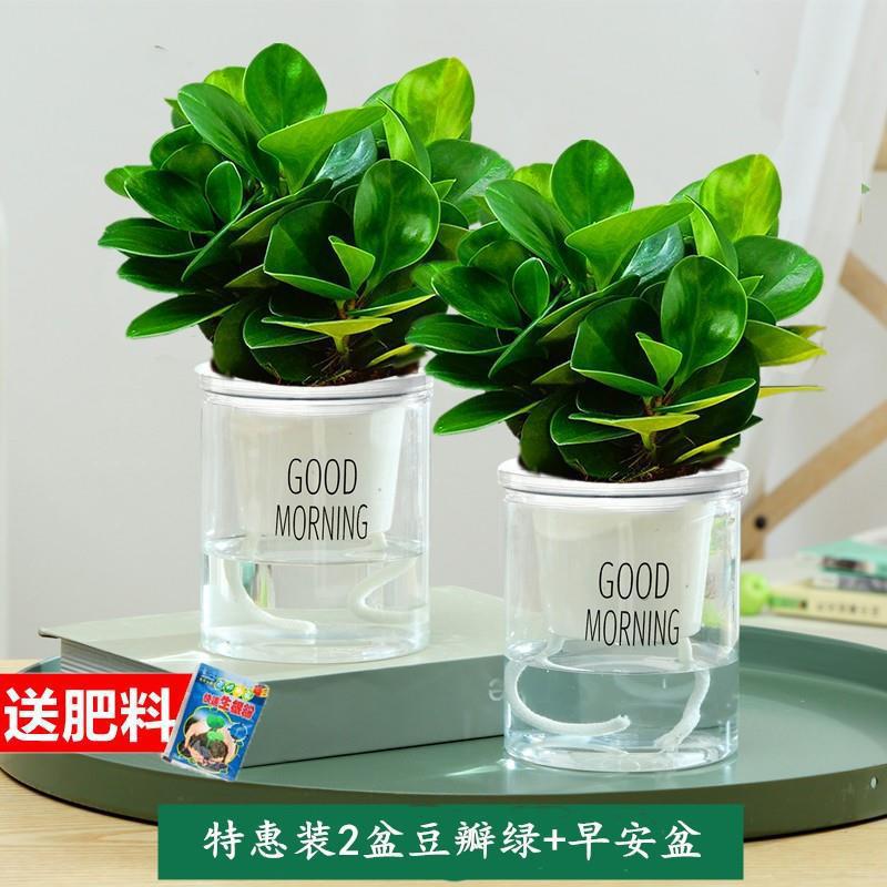 Jasmine plantación en maceta verde interior bonsai tofu hoja verde de desformaldehído sala de estar plantación de escritorio verde perenne cuatro estaciones aire purificado image 13