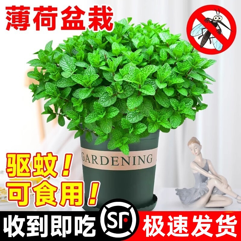 Mint Potted Indoor Hydroponics Edible Lemon Mint Mosquito Repellent Purifying Air Green Plants Florals Rosemary Plants