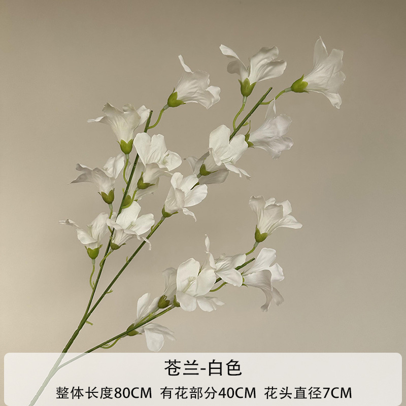 프리지아