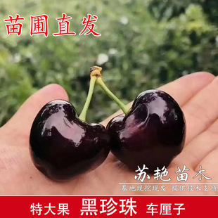 �޽Ӻ�����܇���Ә��籬���ش���Ҙ�����F�����Ϸ��N����Y��