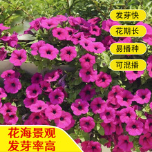 ����ţ�N��һ���b��ţ���N�� �̨���Դ�����ɫ���Ȼ��^��ֲ��