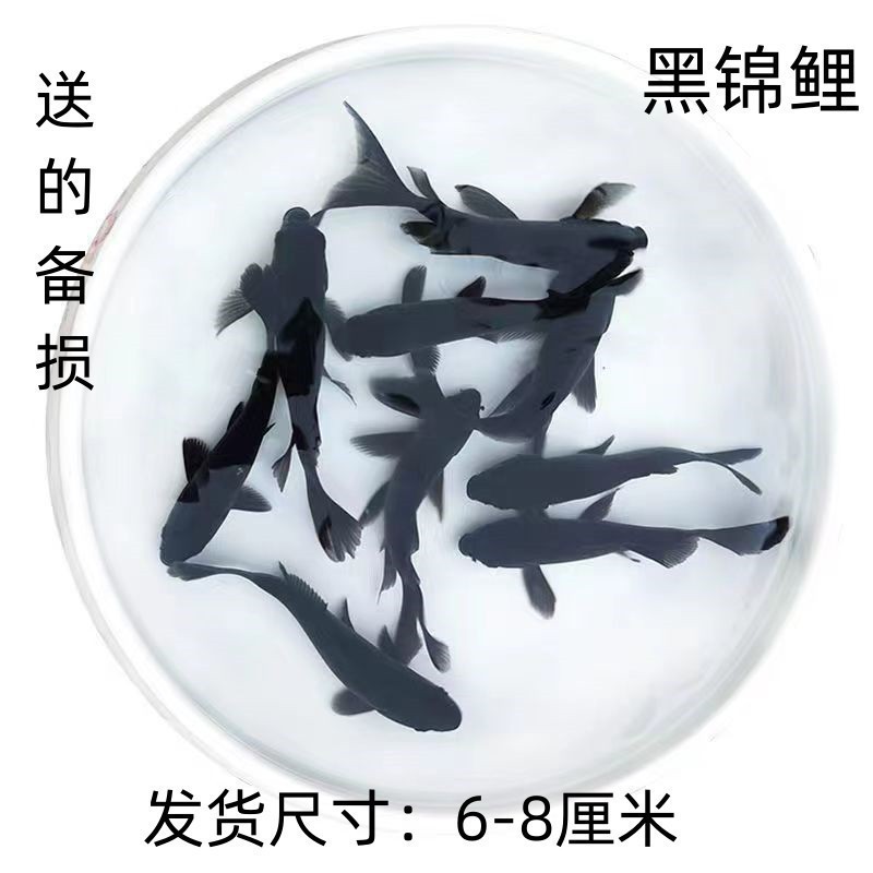 観賞魚、黄色の鯉、金魚、活魚、鯉、冷水魚、小型の淡水魚、飼育しやすい、耐久性のある黒鯉|undefined