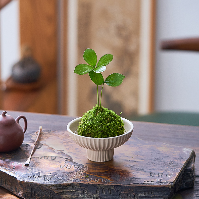 Mexican Iron Tree Potted Moss Ball Four-Leaf Clover Lucky Iron Baby Hydroponic Plant Indoor Balcony Tea Room Green Plant