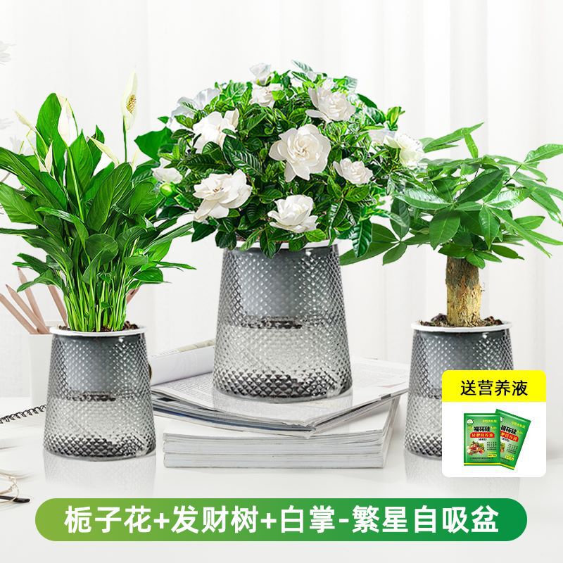 치자나무 + 돈나무 + 흰야자(별분지) + 영양액