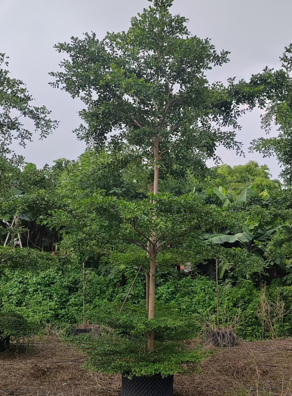 细叶榄仁袋苗小叶榄仁行道树景观园林工程苗雨伞树8-10公分绿化树-阿里巴巴