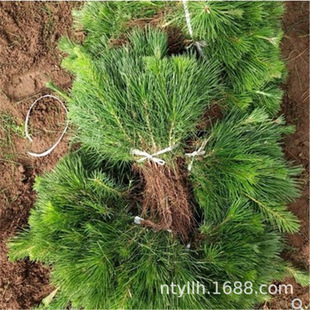 �G����ľ����С��ͥԺ�������Rβ�����ļ������辰ֲ������ɘ���