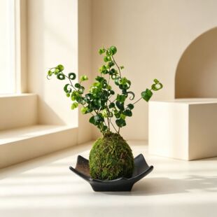 �������Ծ��~��̦�\�����҃ȾGֲ�ļ��k�������Ժ��B�����m��