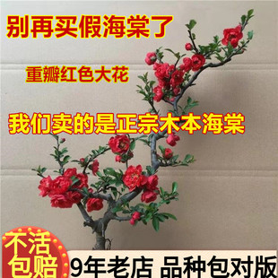 �ذ꺣�Ļ�������ֲ���ļ��҃����ձ�ԭ�����z�����L�۹�ľ������