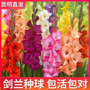 10 Amaryllis Bulbs, Blooming in All Seasons, Indoor Balcony Potted Florals, Amaryllis Courtyard Perennial Plants, Easy to Live