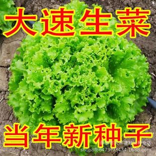 �������˷N���ļ����N�����׷Nֲ�����������߲˷N�Ӵ�ȫ�͟��ͺ�