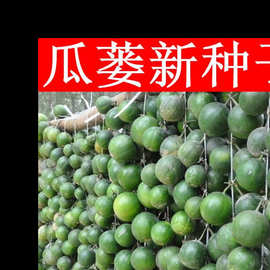 高产瓜蒌种子材野生瓜蒌南瓜吊瓜栝楼春秋四季庭院阳台盆栽播