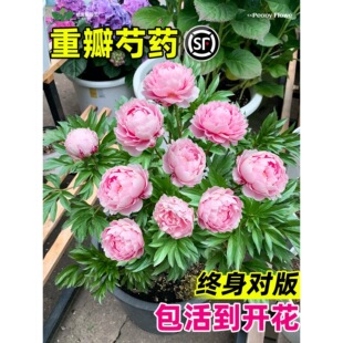 �ذ���ș���玧ѿ����K�ļ��_���������̨ͥԺ�����^�������ͺ�
