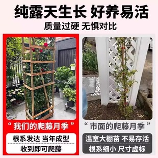 �Nޱ�����ٱ��¼������ش��Ϙ�õ�廨�����ļ��_��ͥԺ����ֲ��