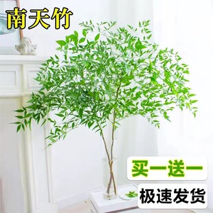 ���������Կ͏d���R�R��ľ���Ә����҃��滨�ܾGֲˮ��ֲ���r��֦