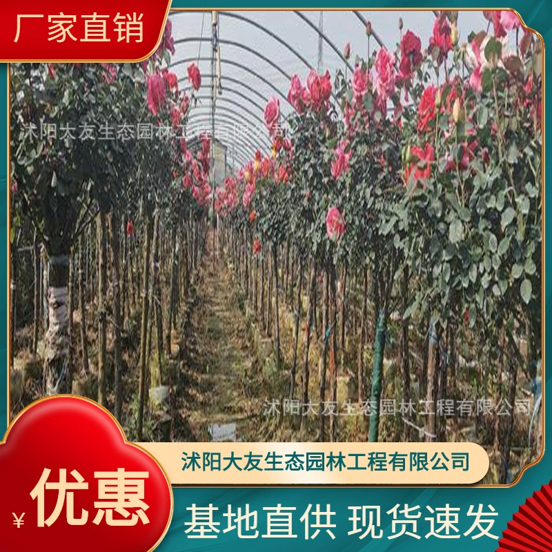 База Оптовая продажа Саженцы роз собственного производства Древесные саженцы Живописный район Ландшафтный дизайн Дорога Сад Инженерия Озеленение Саженцы