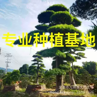 日本罗汉松批发 迎客松国产罗汉松大树价格 浙江造型罗汉松盆景