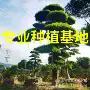 浙江日本国产造型大树