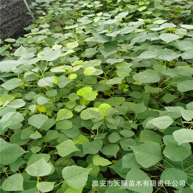 批发红叶乌桕树苗彩叶乌桕苗木蜡子树珍稀名贵植物别墅庭院绿化树