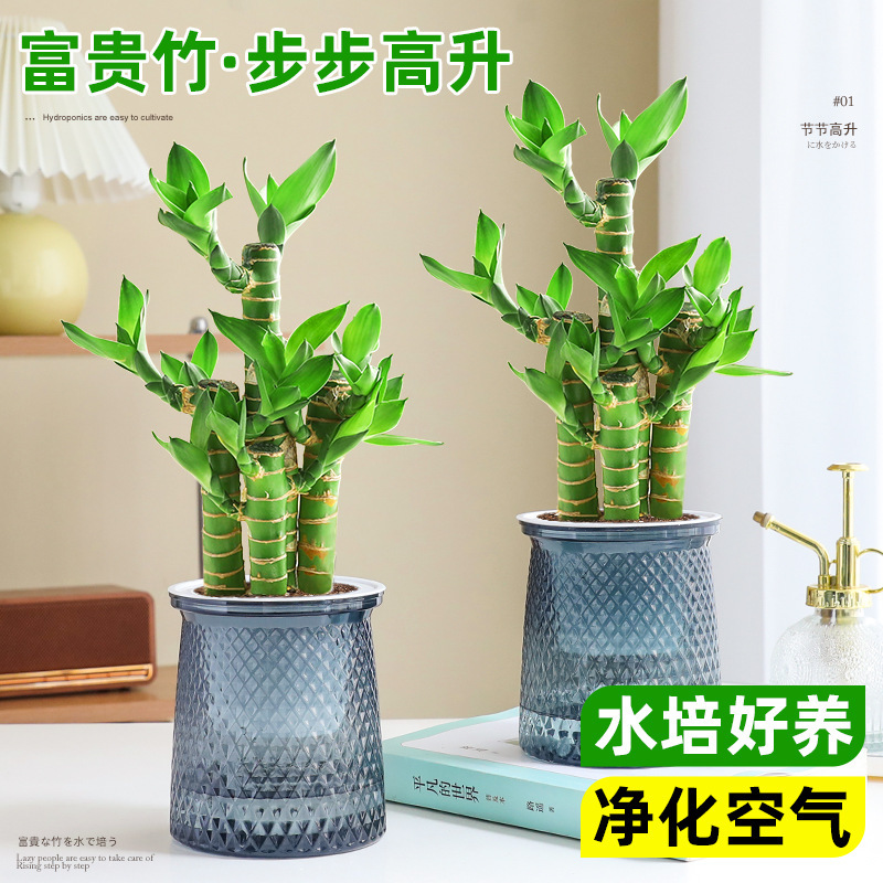 Gardenia Fortune Tree Green Plant Potted Florals in the Office Succulent Green Radish Basket Desktop Hydroponic to Feed the Plants