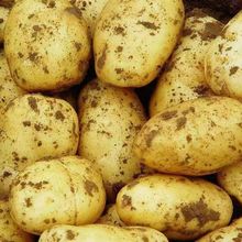 土豆批發新鮮10斤貴州黃皮黃心洋芋蔬菜馬鈴薯現挖大個本地士豆2