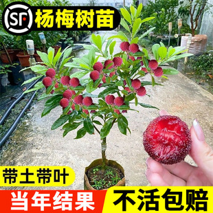 Authentic Bayberry Saplings Grafted with Xianju Dongkui Bayberry Seedlings, Fruit Seedlings, Fruit Tree Seedlings with Soil and Leaves for Planting in the North and South