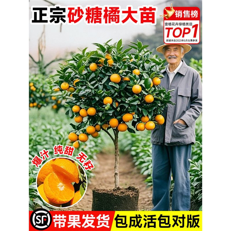 沙糖桔树苗广西无籽正宗砂糖橘子树果苗金秋果树四季种植盆栽带果
