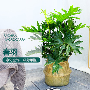 Spring Feather Indoor Plants Spring Rain Green Plant Potted Living Room Formaldehyde Absorbing Air Purification Office Potted Bonsai Florals