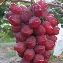 爬藤果樹苗 浪漫紅顏葡萄苗  當年結果無核葡萄樹苗南北方種植