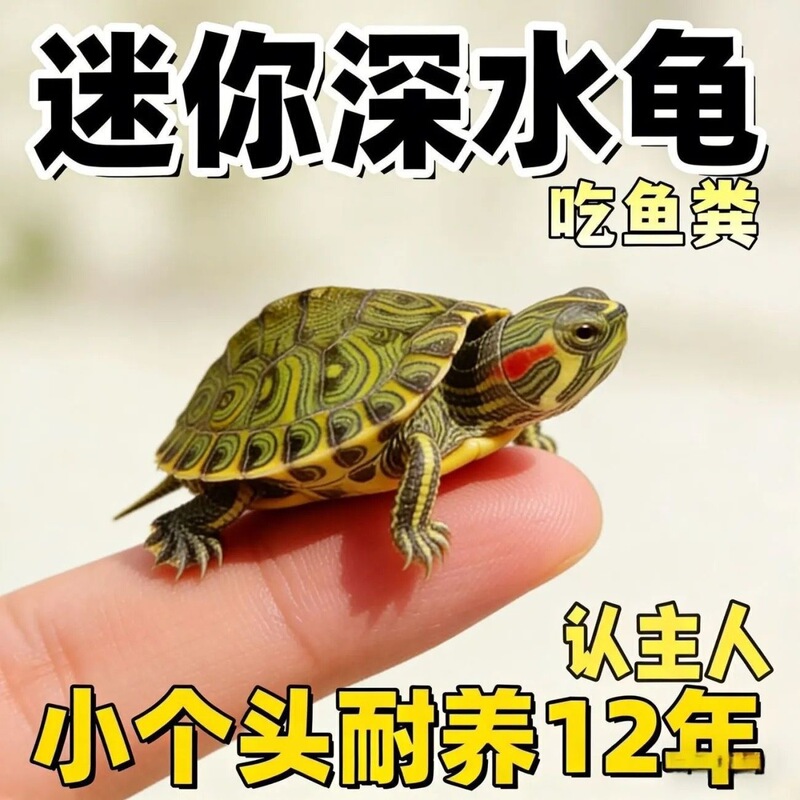 A pair of yellow-eared turtles that can be kept together with fish, suitable for a clean aquarium with deep water, and ideal for small yellow-eared turtle fry A pair of yellow-eared turtles that can be kept together with fish, suitable for a clean aquarium with deep water, and ideal for small yellow-eared turtle fry