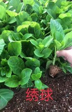 绣球花苗无尽夏绣球八仙花庭院绿植盆栽花卉正品