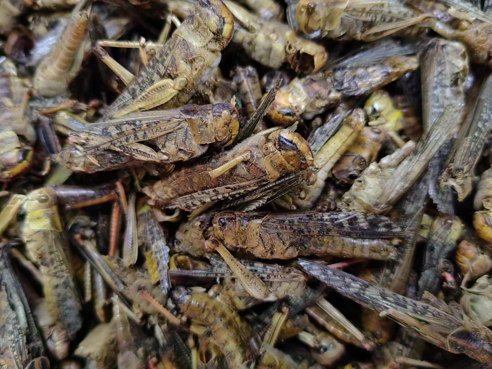 Dried Locust (Grasshopper) — Traditional Chinese Insect Herb, 500g key features