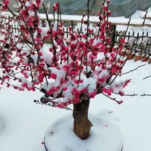 Plum Blossom Potted Old Pile Red Plum and Wintersweet Bonsai Saplings Florals Cold-Resistant Plants Indoor Balcony Courtyard All Year Round Free Shipping