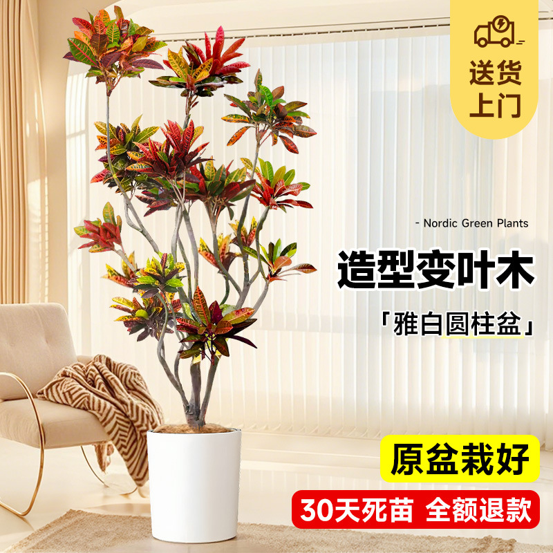[사망보상 보장] 스타일링 색상 변경 목재 1.3- 1.4m (우아한 흰색 원통형 세면대) 비료 + 트레이 포함