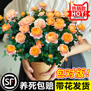 ��֭�̨�¼����������҃Ȏ������B��ľֲ��������Nޱ�tõ�廨��