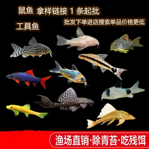 Мышиная рыба мусорная мусора Инструмент для удаления водоросли рыбы очищают бентическую рыбу небольшие пресноводные тропические рыбы оптом