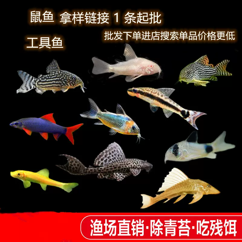 老鼠鱼清道夫垃圾除藻异形工具鱼清鱼便底栖鱼小型淡水热带鱼批发