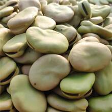 �ձ�С��Ƥ�Q���N���r���ԷN��������s�Z��Ƥ���Q���Q���N��