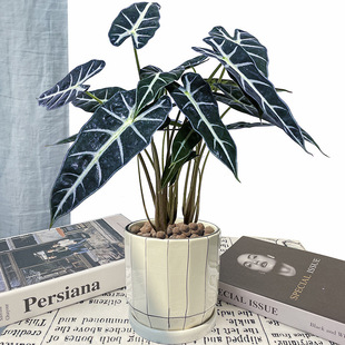 С��Ů��������~��������ֲ���҃Ȼ���������՚�����ȩ���~��