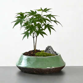 【高温烧制】陶瓷花盆 绿植花卉盆景盆 厂家直销品质保障