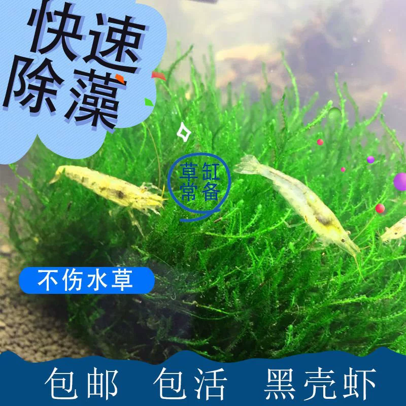 繁殖最快的活虾虾苗可混养小型除藻套餐天然虾宠物虾黑壳活体淡水
