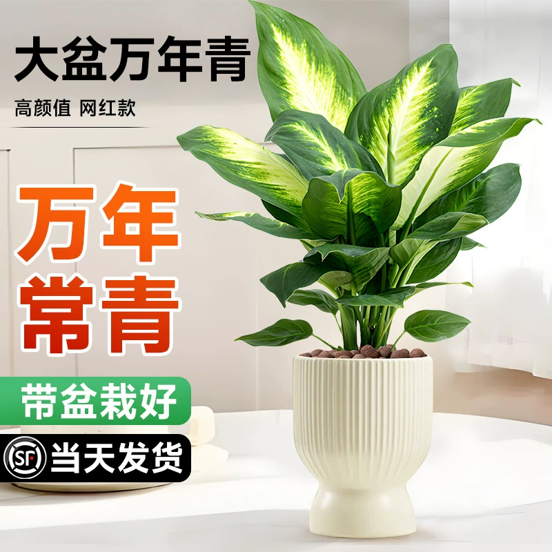 Вечнозеленое растение Марине в горшке для гостиной, процветающего дома и офиса, цветок, подходящий для ленивых, для выращивания в помещении, чтобы поглощать формальдегид.