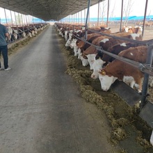 西门塔尔牛犊价格 改良小黄牛肉牛犊价格 鲁西黄牛养殖场肉牛前景
