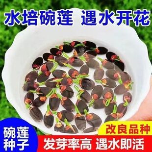 ��ɏ�N���ļ��_��ˮ��ɻ�ˮ�Bɏ������˯ɏ�ɻ��ܷN�Ӹ��N��