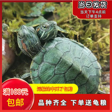 七彩小乌龟活体小乌龟炫彩黄金大巴西龟活物批发草龟龟苗宠物摆摊