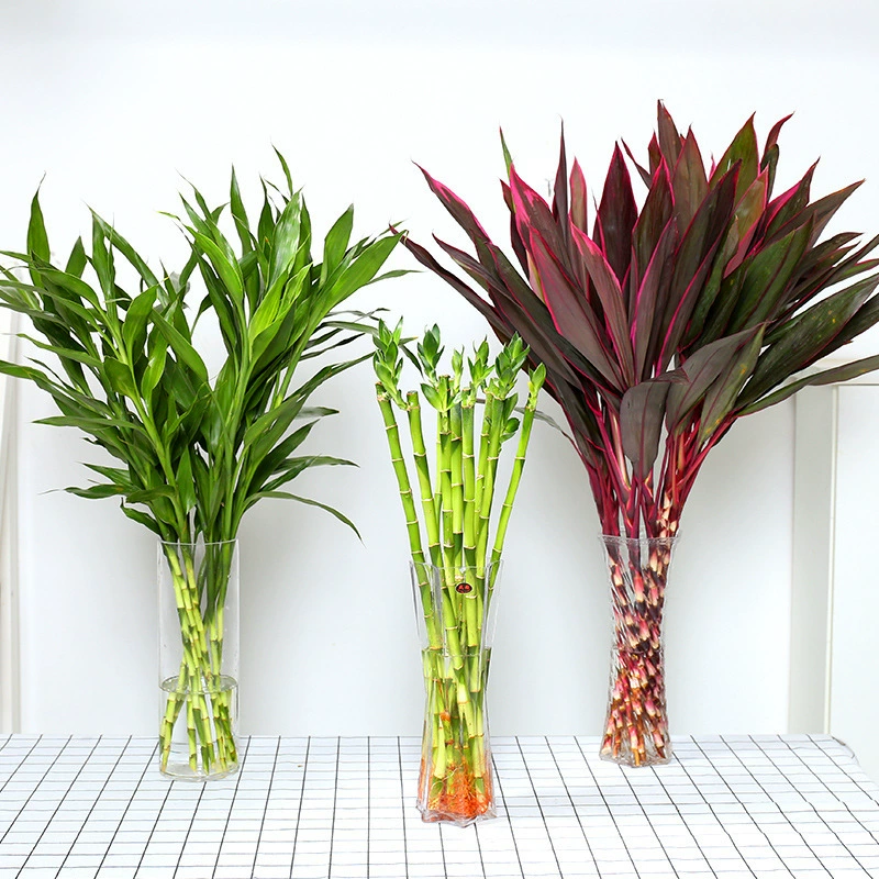 Комнатные растения Гидропоника Guanyin Bamboo Богатое бамбуковое зеленое растение Перенос Бамбук Крупнолистовой Бамбук Вечнозеленый Все сезоны Хорошо для поднятия цветов