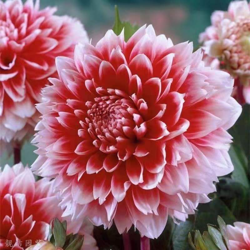 微信图片_20210607113713